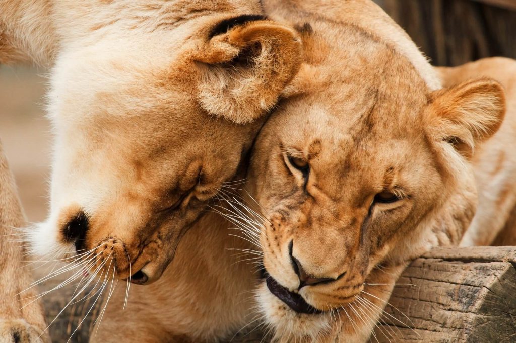 Zoo