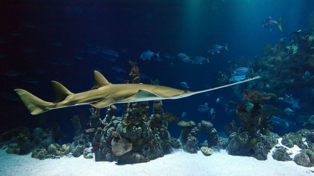 SeaLife